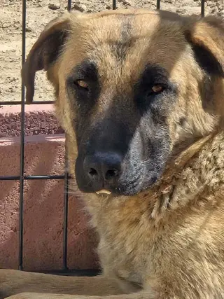 Lilya Aircraft Litter Momma - located in NV