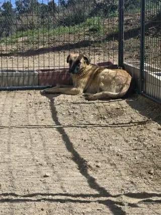Lilya Aircraft Litter Momma - located in NV