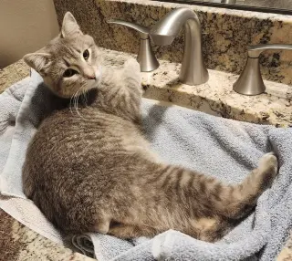 Lila