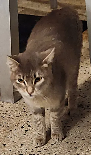 Lila