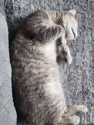 Lila