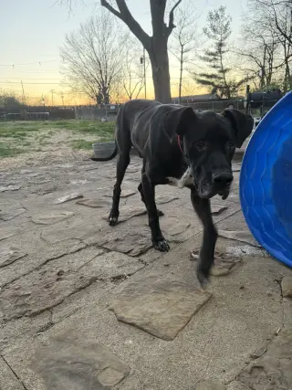 Hank