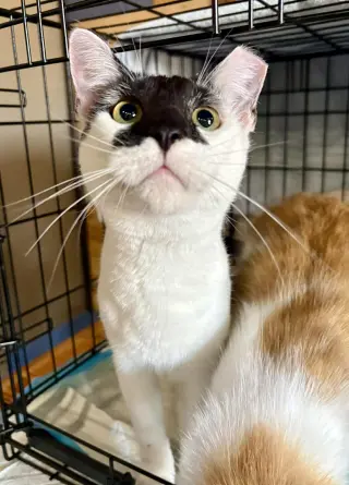 Rorschach