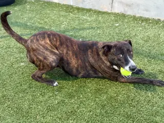 TIRAMISU AKA TERA
