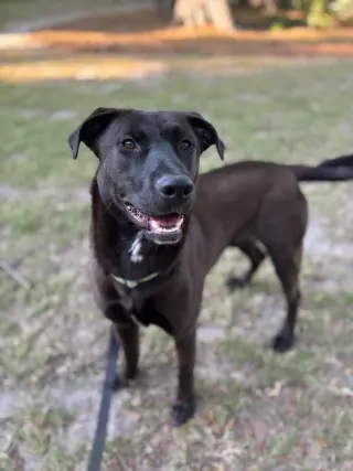 Archie