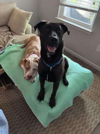 Archie