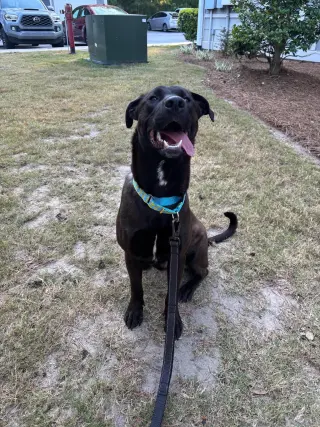 Archie