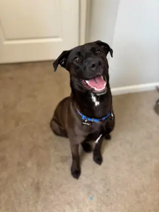 Archie