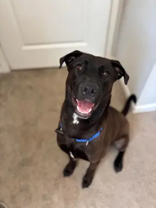 Archie