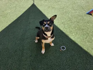 Dior-$75 Adoption Fee! Diamond Dog!