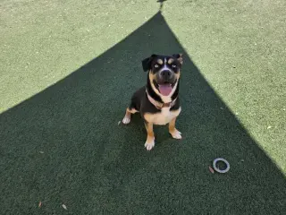 Dior-$75 Adoption Fee! Diamond Dog!