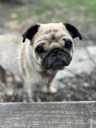 Figgy