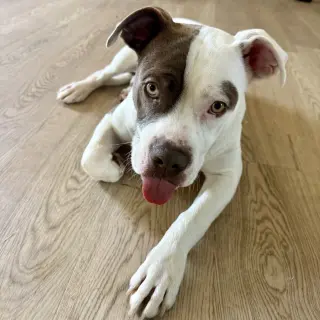 Dash