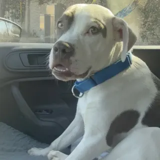 Dash