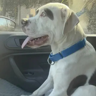 Dash