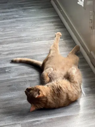 Nala & Squish (Courtesy Post)