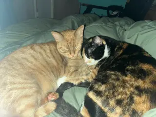 Nala & Squish (Courtesy Post)