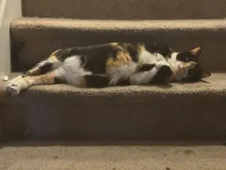 Nala & Squish (Courtesy Post)