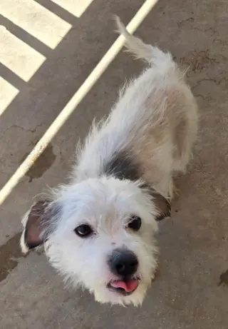 Taco