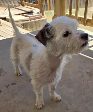 Taco