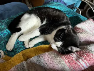 Eddie