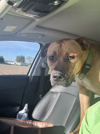 Rico