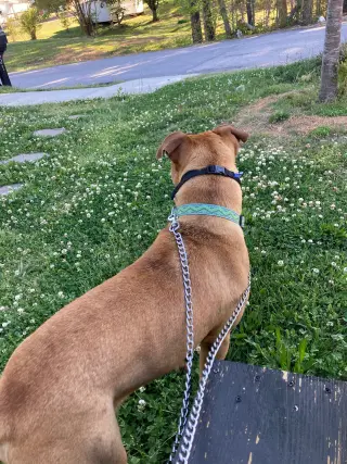 Rico