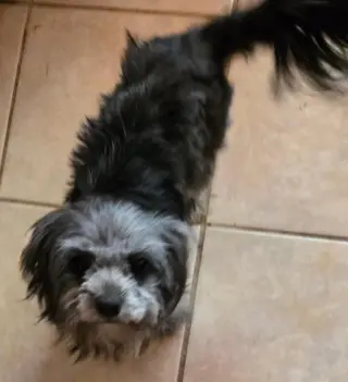 Darcy