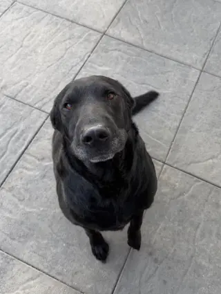 Tobey