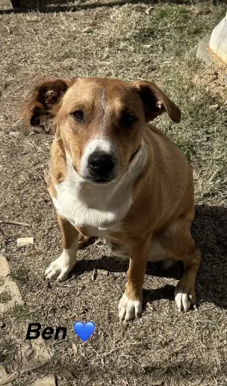 Ben - Beautiful boy!
