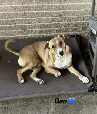 Ben - Beautiful boy!