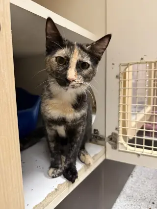 Dot ( Alice)