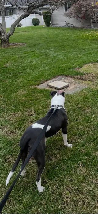Maverick