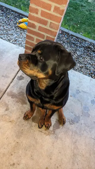 Hoss