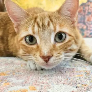 Simon