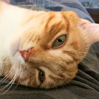 Simon