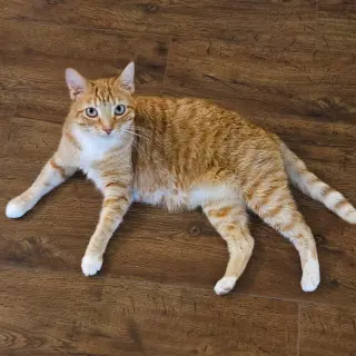 Simon