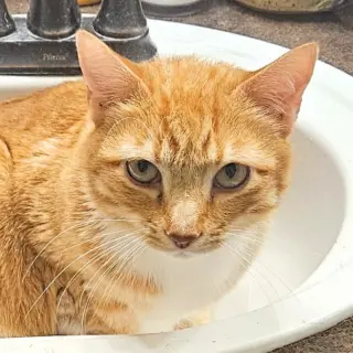 Simon