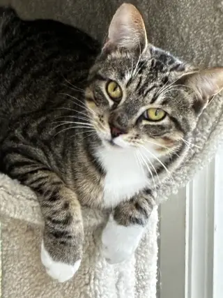 Hunter