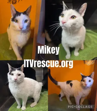 Mikey