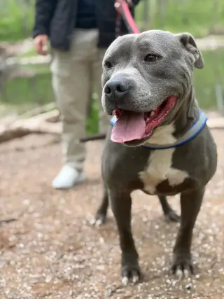 Bluey (8yo, 69lbs)