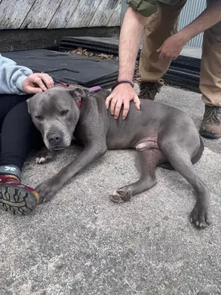 Bluey (8yo, 69lbs)
