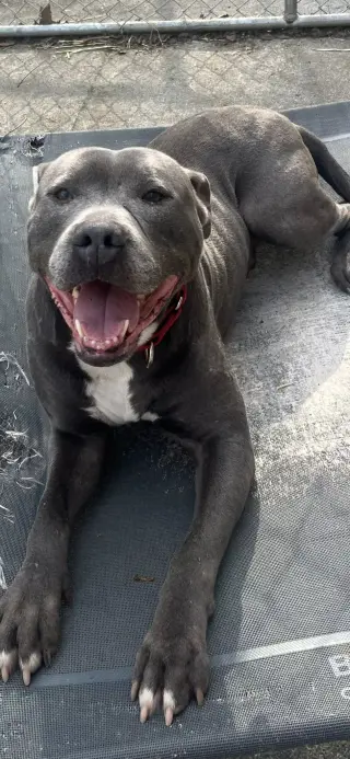Bluey (8yo, 69lbs)
