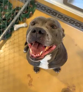 Bluey (8yo, 69lbs)