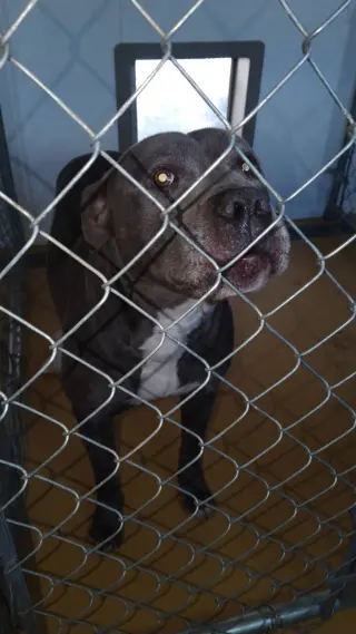 Bluey (8yo, 69lbs)