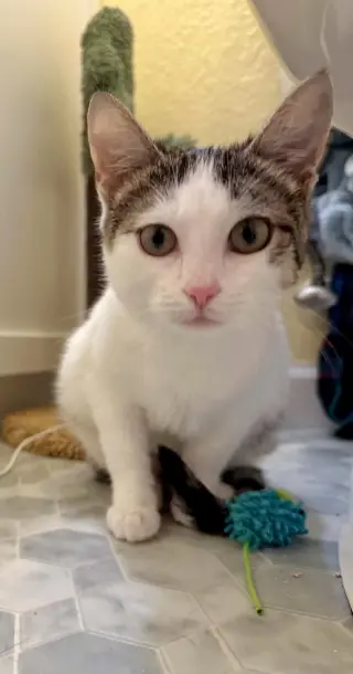 Nova