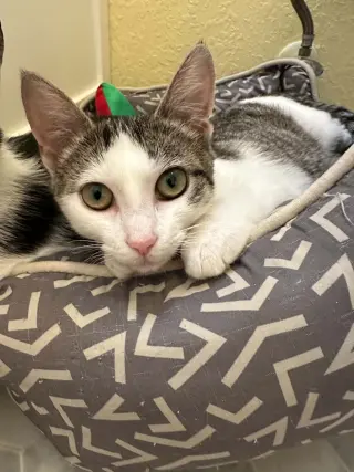 Nova