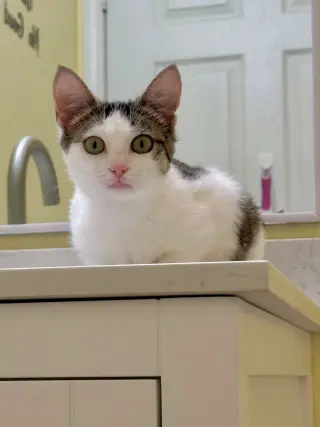 Nova