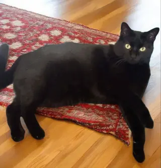 Mia