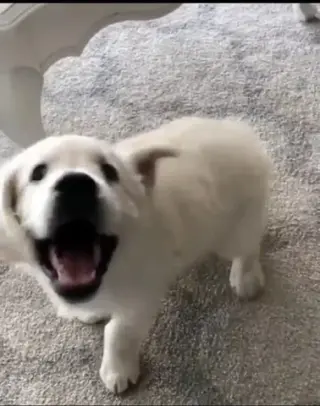 Baby golden retriever puppies